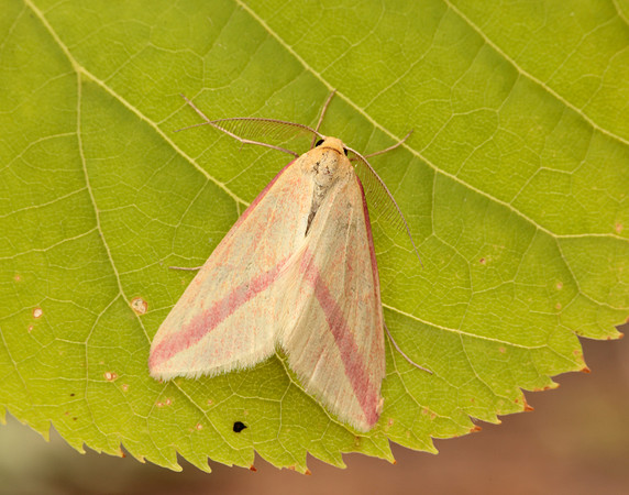 70.038 BF1716 Vestal Rhodometra sacraria