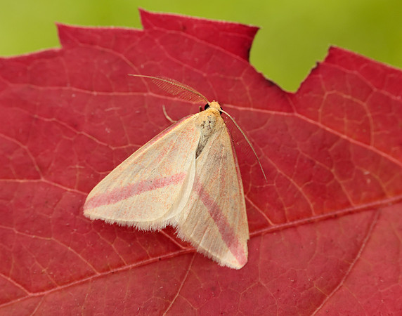 70.038 BF1716 Vestal Rhodometra sacraria