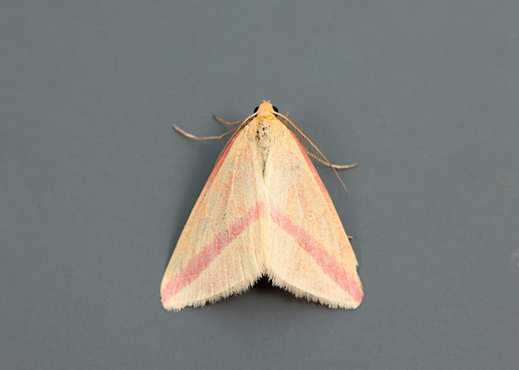 70.038 BF1716 Vestal Rhodometra sacraria