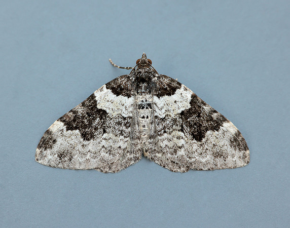 70.049 BF1728 Garden Carpet Xanthorhoe fluctuata