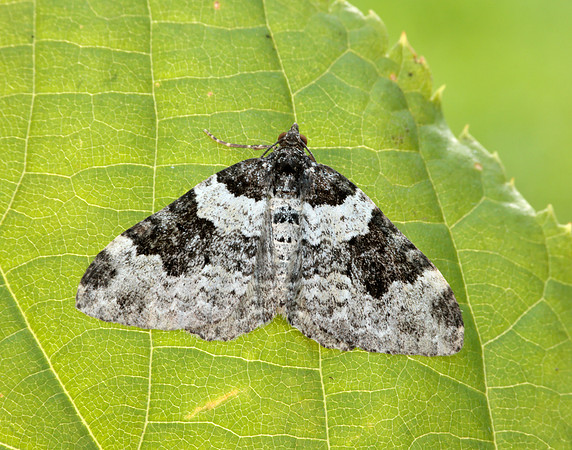 70.049 BF1728 Garden Carpet Xanthorhoe fluctuata