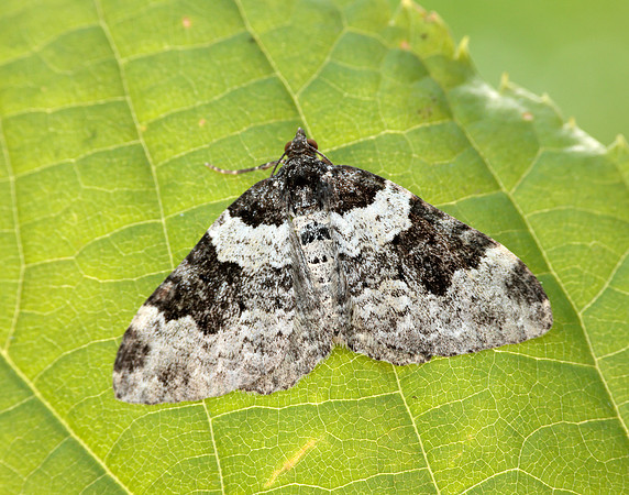 70.049 BF1728 Garden Carpet Xanthorhoe fluctuata