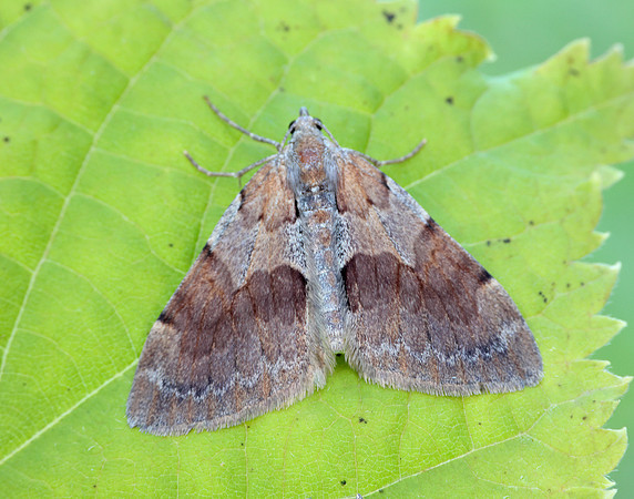 70.077 BF1767 Pine Carpet Pennithera firmata