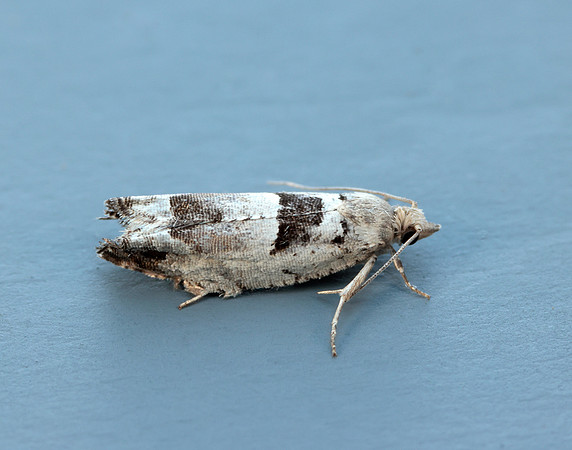49.249 BF1134 Epinotia ramella