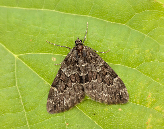 70.079 BF1769 Spruce Carpet Thera britannica