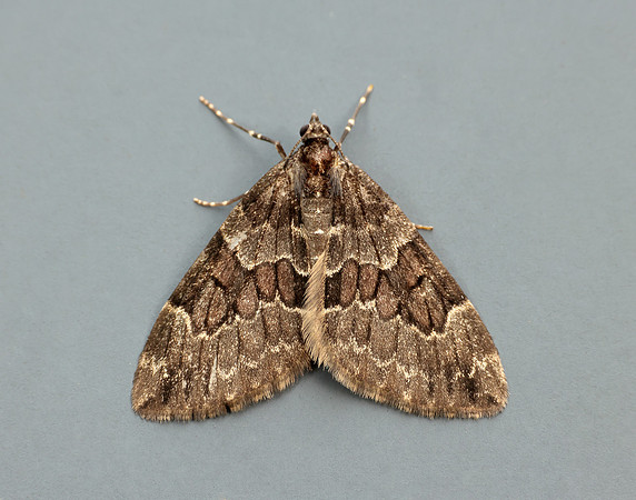 70.079 BF1769 Spruce Carpet Thera britannica