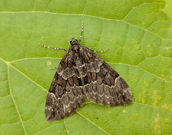 70.079 BF1769 Spruce Carpet Thera britannica