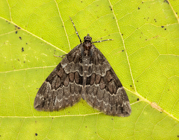 70.079 BF1769 Spruce Carpet Thera britannica