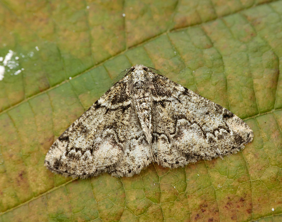 70.288 BF1945 Brussels Lace Cleorodes lichenaria
