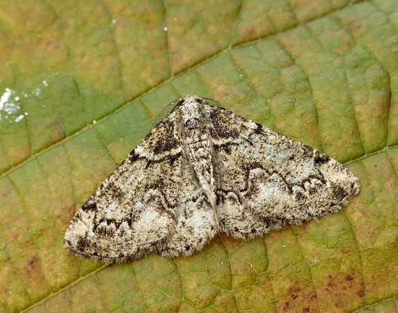70.288 BF1945 Brussels Lace Cleorodes lichenaria