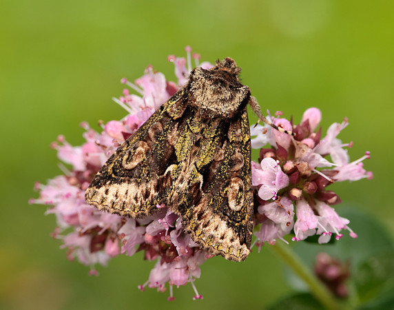 73.068 BF2245 Green-brindled Crescent Allophyes oxyacanthae