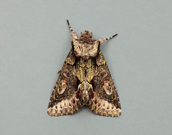 73.068 BF2245 Green-brindled Crescent Allophyes oxyacanthae