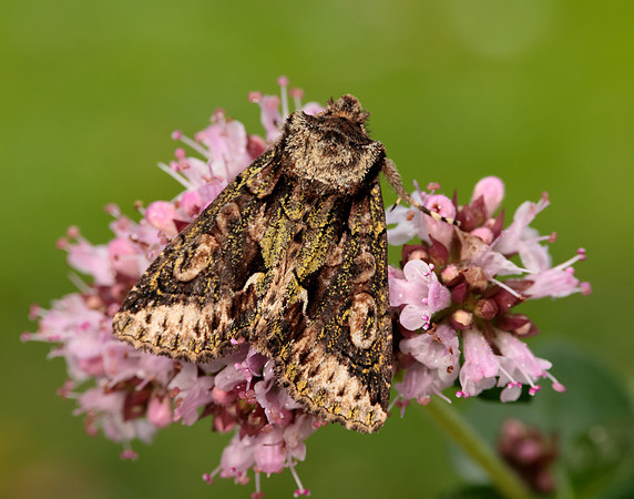 73.068 BF2245 Green-brindled Crescent Allophyes oxyacanthae