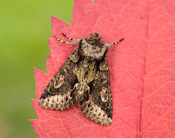 73.068 BF2245 Green-brindled Crescent Allophyes oxyacanthae