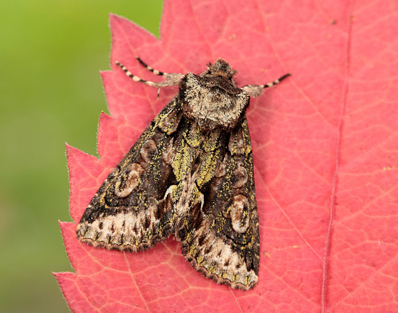 73.068 BF2245 Green-brindled Crescent Allophyes oxyacanthae