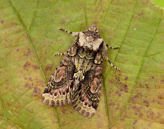 73.068 BF2245 Green-brindled Crescent Allophyes oxyacanthae