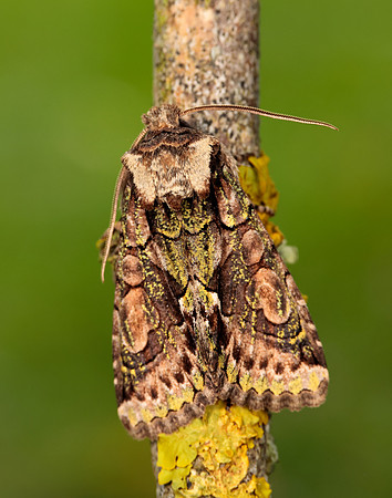 73.068 BF2245 Green-brindled Crescent Allophyes oxyacanthae