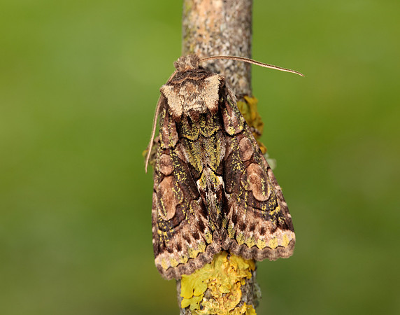 73.068 BF2245 Green-brindled Crescent Allophyes oxyacanthae