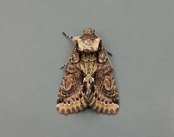 73.068 BF2245 Green-brindled Crescent Allophyes oxyacanthae