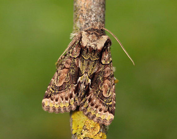 73.068 BF2245 Green-brindled Crescent Allophyes oxyacanthae