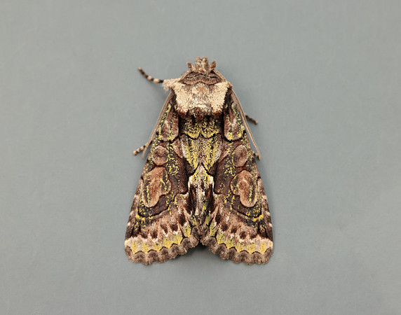 73.068 BF2245 Green-brindled Crescent Allophyes oxyacanthae