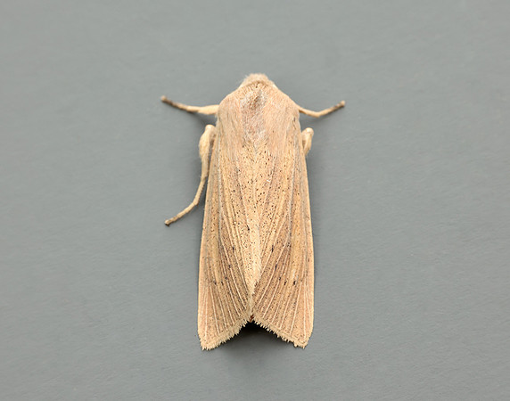 3.134 BF2375 Large Wainscot Rhizedra lutosa