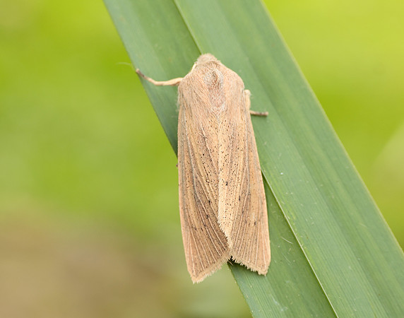 3.134 BF2375 Large Wainscot Rhizedra lutosa