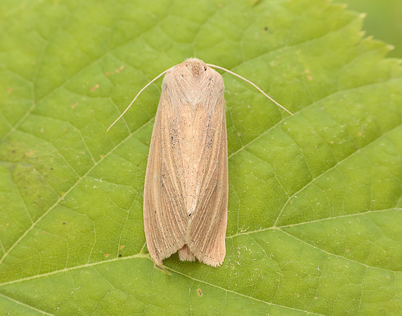 3.134 BF2375 Large Wainscot Rhizedra lutosa