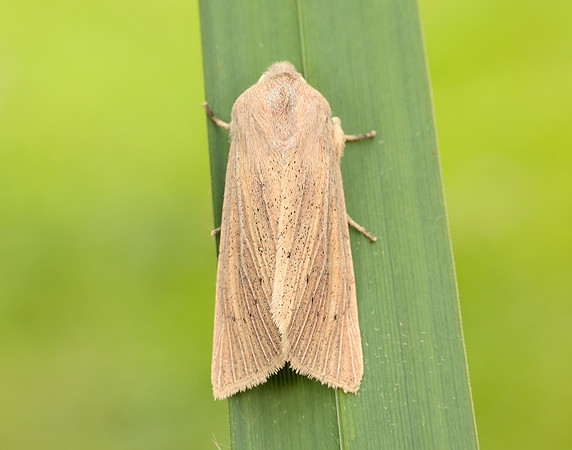 3.134 BF2375 Large Wainscot Rhizedra lutosa