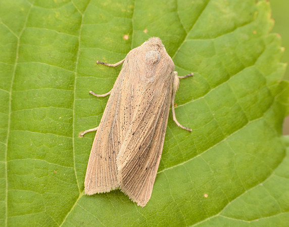 3.134 BF2375 Large Wainscot Rhizedra lutosa