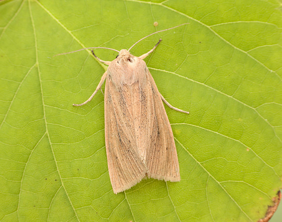 3.134 BF2375 Large Wainscot Rhizedra lutosa