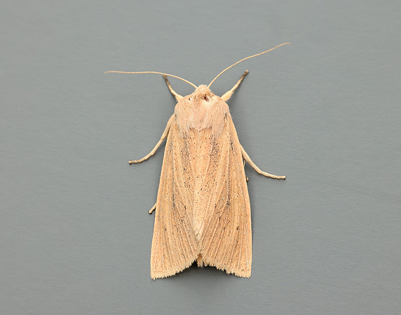 3.134 BF2375 Large Wainscot Rhizedra lutosa
