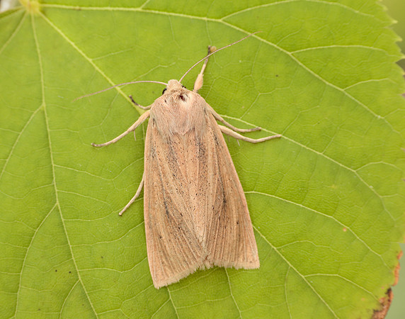 3.134 BF2375 Large Wainscot Rhizedra lutosa