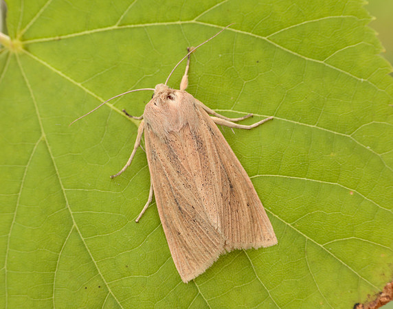 3.134 BF2375 Large Wainscot Rhizedra lutosa