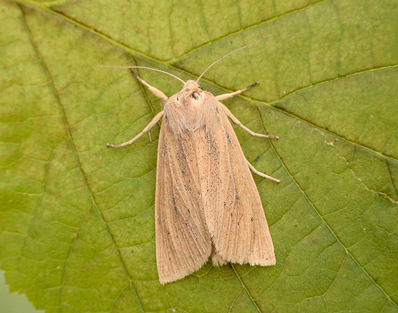 3.134 BF2375 Large Wainscot Rhizedra lutosa