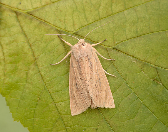 3.134 BF2375 Large Wainscot Rhizedra lutosa