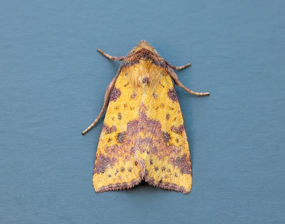 73.181 BF2273 Pink-barred Sallow Xanthia togata