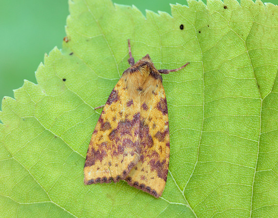 73.181 BF2273 Pink-barred Sallow Xanthia togata