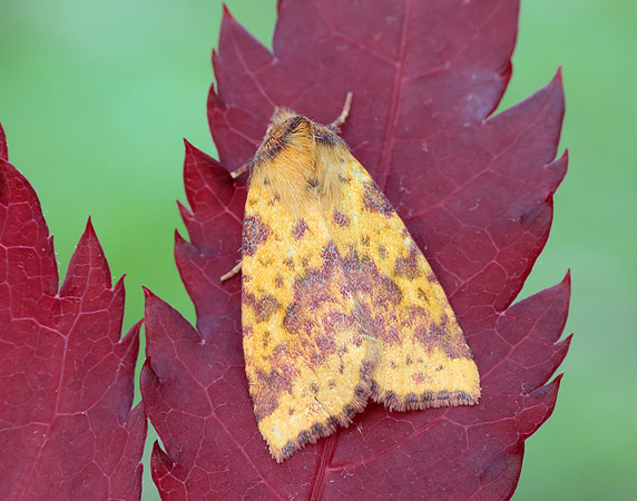 73.181 BF2273 Pink-barred Sallow Xanthia togata