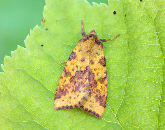 73.181 BF2273 Pink-barred Sallow Xanthia togata