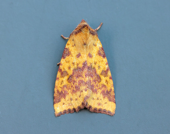 73.181 BF2273 Pink-barred Sallow Xanthia togata