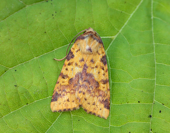 73.181 BF2273 Pink-barred Sallow Xanthia togata
