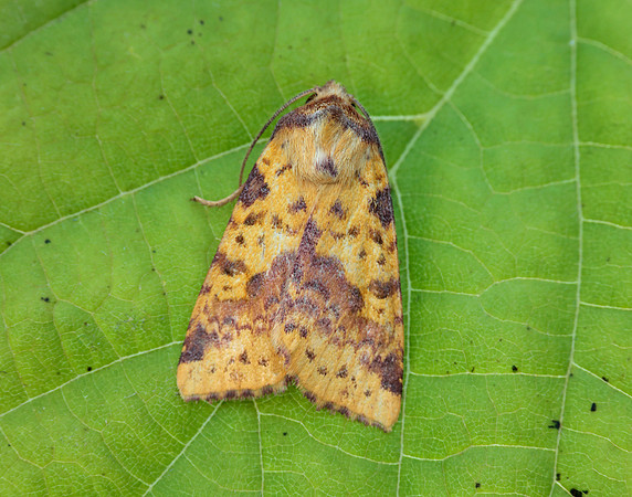 73.181 BF2273 Pink-barred Sallow Xanthia togata