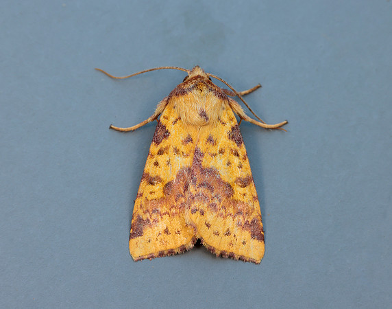 73.181 BF2273 Pink-barred Sallow Xanthia togata