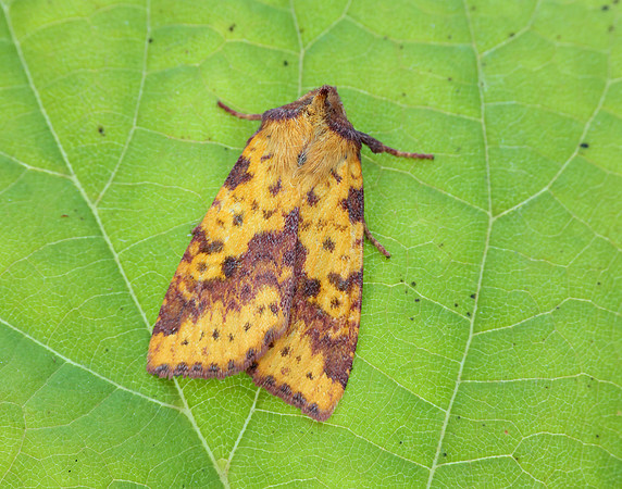 73.181 BF2273 Pink-barred Sallow Xanthia togata