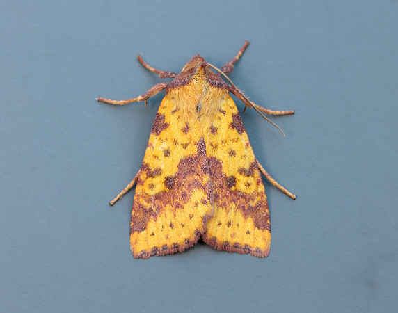 73.181 BF2273 Pink-barred Sallow Xanthia togata