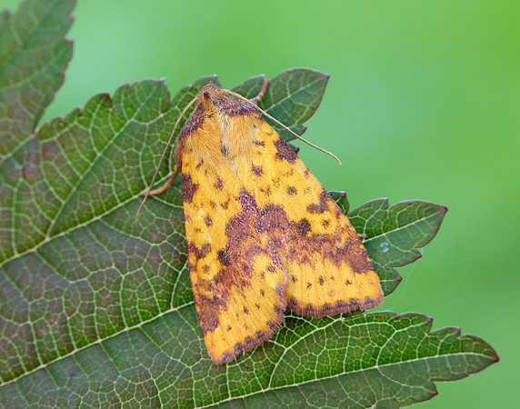 73.181 BF2273 Pink-barred Sallow Xanthia togata