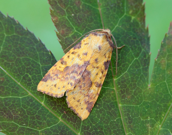 73.181 BF2273 Pink-barred Sallow Xanthia togata