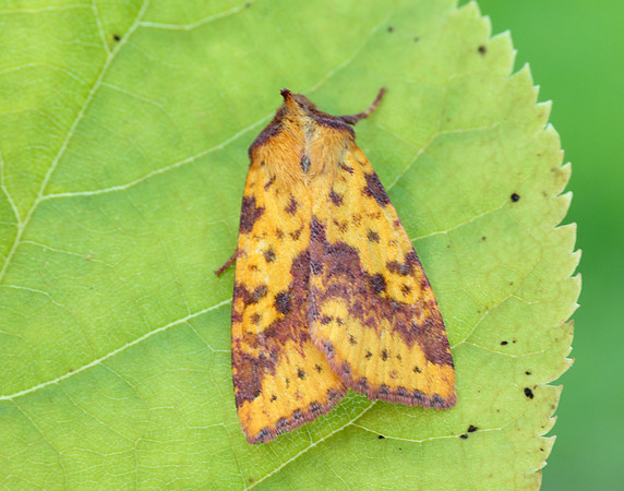 73.181 BF2273 Pink-barred Sallow Xanthia togata