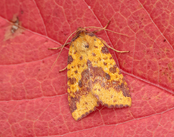 73.181 BF2273 Pink-barred Sallow Xanthia togata